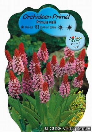 Orchideen-Primel