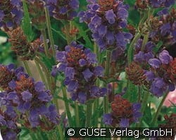 Braunelle kaufen, clicken für mehr Details Braunelle