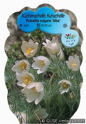 Küchenschelle, Kuhschelle