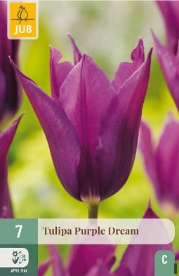 Purple Dream kaufen, click for more details Purple Dream