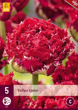 Qatar
