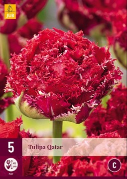 Qatar
