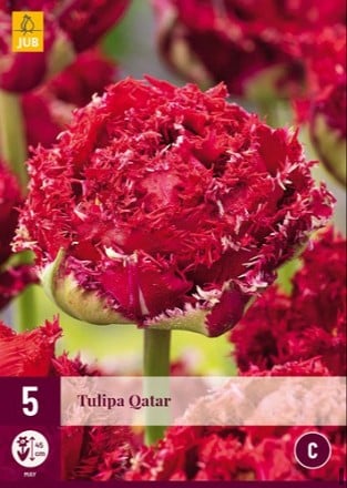 Qatar