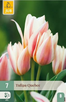 Quebec kaufen, click for more details Quebec