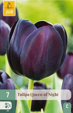 Queen of Night kaufen, click for more details Queen of Night