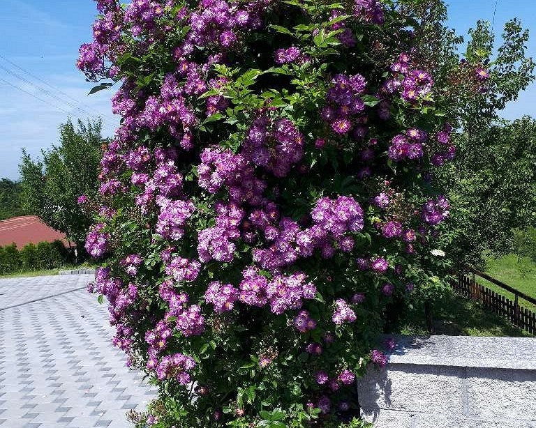 Bleu Magenta, click for more details Bleu Magenta (Rambler)