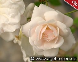 Adélaide d'Orléans kaufen, click for more details Adélaide d'Orléans