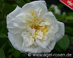 Albéric Barbier kaufen, click for more details Albéric Barbier