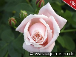 Albertine