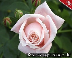 Albertine kaufen, click for more details Albertine