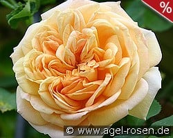 Alchymist kaufen, click for more details Alchymist