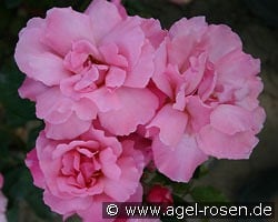 Alexandre Girault kaufen, click for more details Alexandre Girault