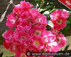 American Pillar kaufen, click for more details American Pillar