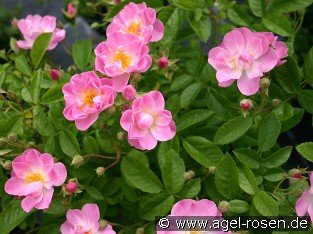 Apple Blossom