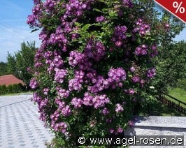 Bleu Magenta