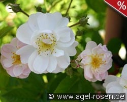 Brenda Colvin kaufen, click for more details Brenda Colvin