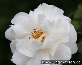 Capriolata