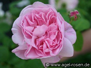 Chaplin's Pink Climber