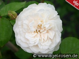 Colonial White