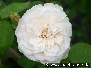 Colonial White
