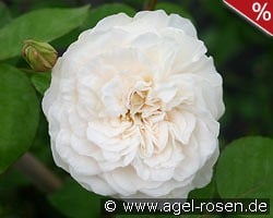 Colonial White kaufen, click for more details Colonial White