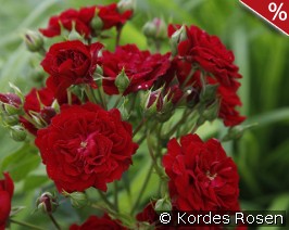 Crimson Siluetta