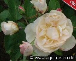 Desprez à Fleurs Jaunes kaufen, click for more details Desprez à Fleurs Jaunes