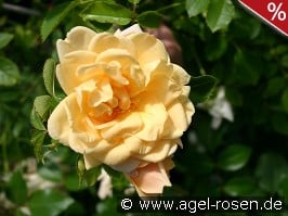 Easlea's Golden Rambler