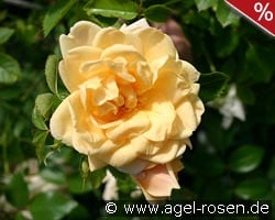 Easlea's Golden Rambler kaufen, click for more details Easlea's Golden Rambler