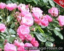 Errötung kaufen, click for more details Errötung