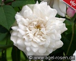 Félicité et Perpétue kaufen, click for more details Félicité et Perpétue