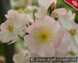 Francis E. Lester kaufen, click for more details Francis E. Lester