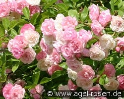 Frau Eva Schubert kaufen, click for more details Frau Eva Schubert