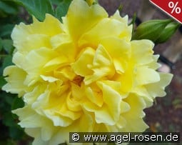 Golden Age kaufen, click for more details Golden Age