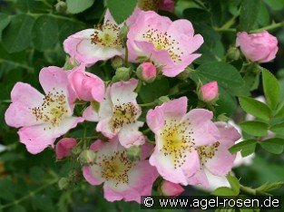 Kew Rambler