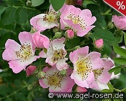 Kew Rambler kaufen, click for more details Kew Rambler