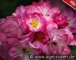 Kiftsgate Violett kaufen, click for more details Kiftsgate Violett