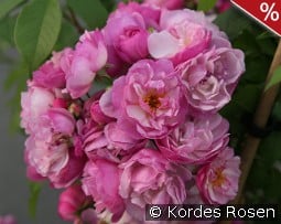 Lavender Siluetta kaufen, click for more details Lavender Siluetta