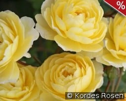Lemon Siluetta kaufen, click for more details Lemon Siluetta