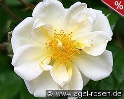 Lykkefund kaufen, click for more details Lykkefund