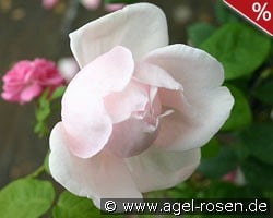 Minnehaha kaufen, click for more details Minnehaha