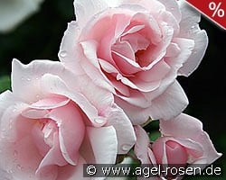 New Dawn kaufen, click for more details New Dawn