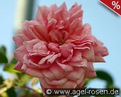 Paul Noél kaufen, click for more details Paul Noél