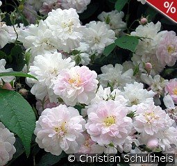 Paul's Himalayan Musk Rambler