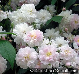 Paul's Himalayan Musk Rambler