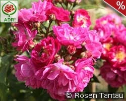 Perennial Blue kaufen, click for more details Perennial Blue