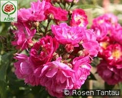 Perennial Blue kaufen, click for more details Perennial Blue