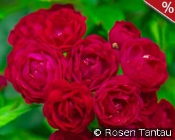 Perennial Domino kaufen, click for more details Perennial Domino