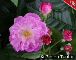 Perennial Rosali kaufen, click for more details Perennial Rosali