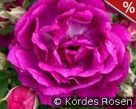 Purple Siluetta kaufen, click for more details Purple Siluetta